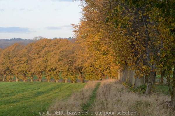 paysage automne